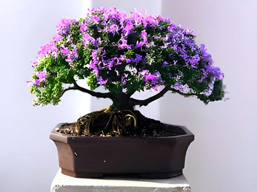 Heirloom Non-GMO Bonsai Tree Seeds for Planting – Miniature Ornamental Tree Seeds