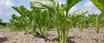 50pcs Beet Plant Seeds - Ideal for Growing Sweet and Nutritious Beets 100 Pcs pcs