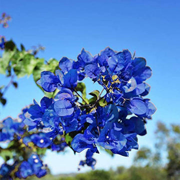 Blue Spectabilis Flower Seeds for Planting - NON GMO Seeds