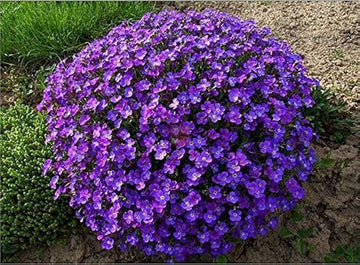 Purple Aubrieta Rock Cascade Flower Seeds-Heirloom & Non-GMO Seeds for planting