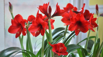 Amaryllis Flower Planting Seeds for Garden NON GMO Seeds