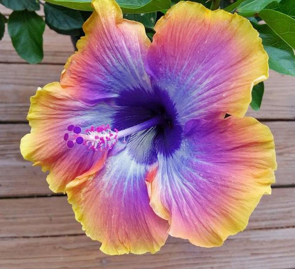 Mix Hibiscus Luna Flower Seeds for Planting – Heirloom, Non-GMO Garden Seeds - Hibiscus for planting in home garden