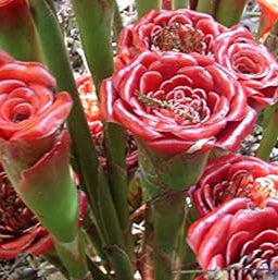 Red Green Torch Ginger Plant Seeds for Planting - NON GMO Seeds
