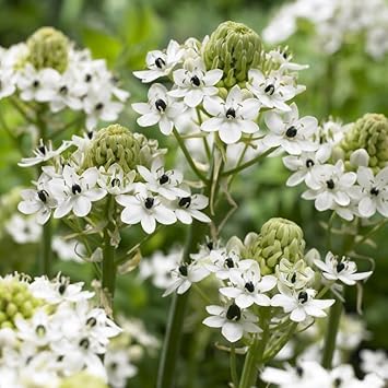 Heirloom Ornithogalum Saundersiae Flower Seeds for Garden Planting, Non-GMO, Starry White Blooms for Borders