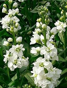 White Evening Stock Flower Seeds for Planting, 100 pcs