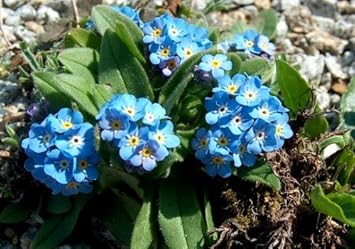 Heirloom Blue Myosotis Alpestris Flower Seeds for Planting, Non-GMO