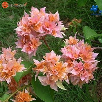 Fresh Blooming Flower Seeds for Planting - 100 pcs