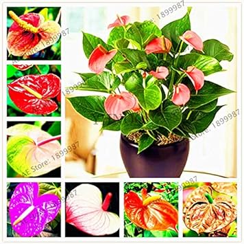 Heirloom Purple Anthurium Flower Seeds ƒ?? Nonƒ??GMO Ornamental Seeds