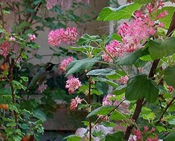 Pink Ribes Sanguineum Flower Seeds for Planting - 100 pcs