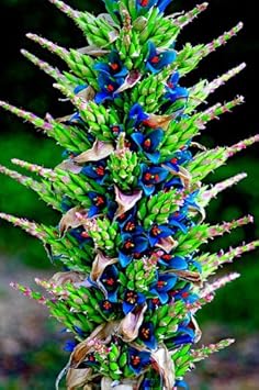 Heirloom Green Blue Puya Plant Seeds – Exotic Flower Seeds for Garden Planting