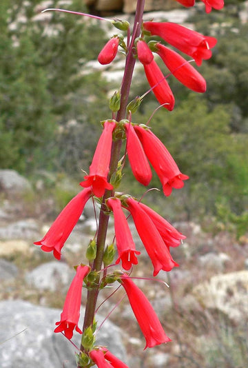 Heirloom Non-GMO Penstemon Eatonii Flower Seeds for Planting – for Drought-Tolerant Gardens