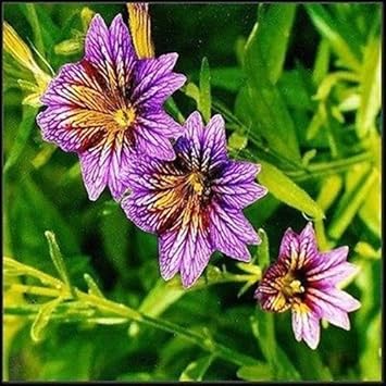 Purple Salpiglossis Flower Seeds for Planting - 100 pcs
