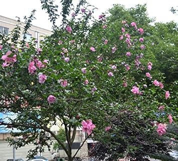 Heirloom Non-GMO Pink Hibiscus Syriacus Flower Seeds ƒ?? Stunning Blooms for Garden Planting