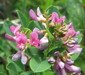 Heirloom Lespedeza Bicolor Flower Seeds for Planting, Non-GMO