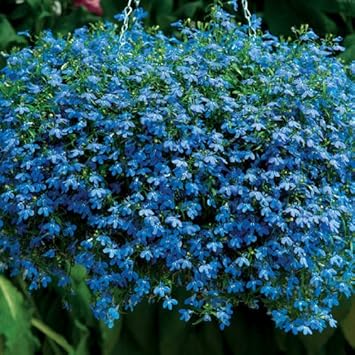 Blue Sapphire Flower Seeds for Planting - 100 pcs