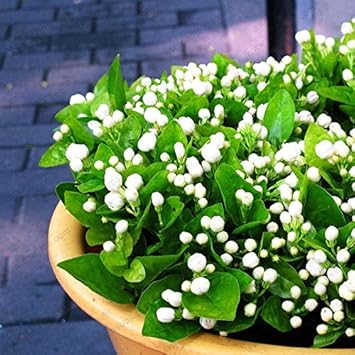 Yellow Mirabilis Flower Seeds for Planting – Organic, Heirloom, Non-GMO Four O'Clock Seeds