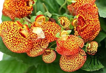 Yellow Calceolaria Crenatiflora Plant Seeds for Planting - NON GMO Seeds
