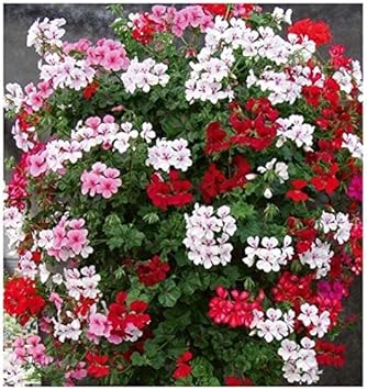 Multi-Color Geranium Flower seeds for Planting - Heirloom & Non-GMO Seeds for Home Garden