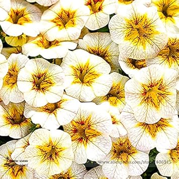 White Yellow Frostfire Flower Seeds for Planting ƒ?? Organic, Heirloom, Non-GMO Garden Blooms