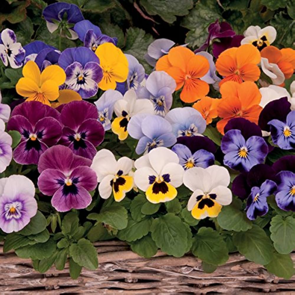 Heirloom Non-GMO Mixed Viola Sorbet Flower Seeds for Planting – Colorful Blooming Flower Seeds for planting in your garden.