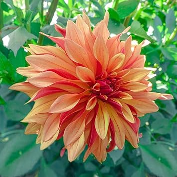Dahlia Cancan Flower Seeds for Planting - Heirloom and Non-GMO garden seeds