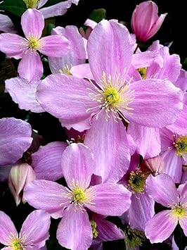 Heirloom Non-GMO Clematis Montana Flower Seeds for Planting – Fragrant Climbing Garden Blooms