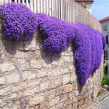 Purple Cress Flower Seeds for Planting, Unique Blooms, 100 pcs