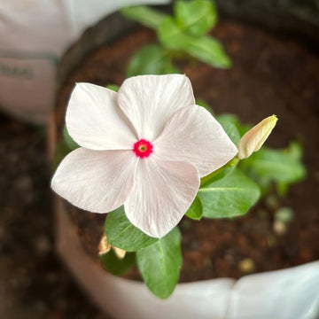 White Vinca Rosea Plant Seeds for Planting - Non-GMO Heirloom Garden Seeds for Growing