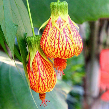 Yellow Red Abutilon Flower Seeds for Planting - 100 pcs