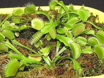 Heirloom Non-GMO Venus Fly Trap Flower Seeds for Carnivorous Indoor and Terrarium Planting
