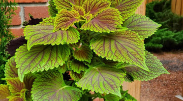 Heirloom Green Brown Coleus Seeds for Planting – Non-GMO, Unique Colorful Foliage Variety