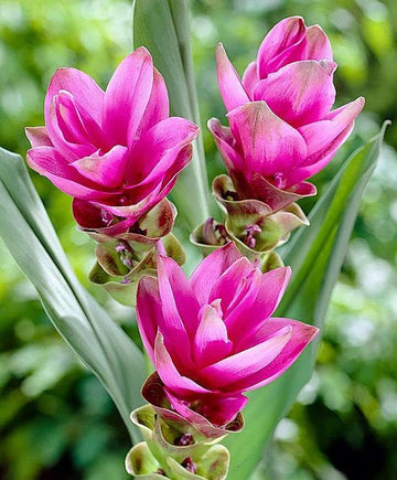 Rhizoma Curcuma Flower Seeds for Planting, Fresh, NON GMO Seeds