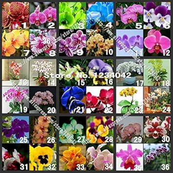 Heirloom Mixed Butterfly Orchid Flower Seeds – Non-GMO Vibrant Blooms for Garden Planting for planting in your garden.