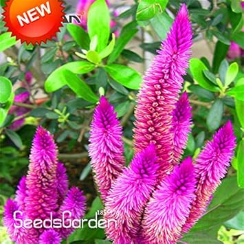 Purple Celosia Spicata Flower Seeds, Heirloom, Non-GMO Seeds for Planting