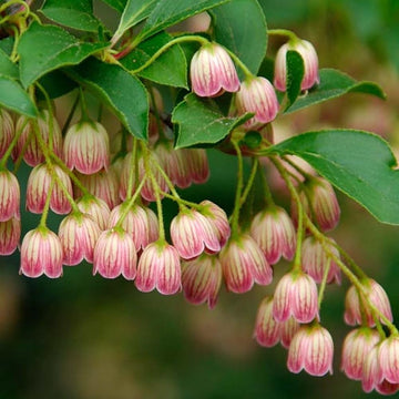 Heirloom Non-GMO Enkianthus Campanulatus Flower Seeds for Planting – Elegant Bell-Shaped Blooms for Ornamental Gardens