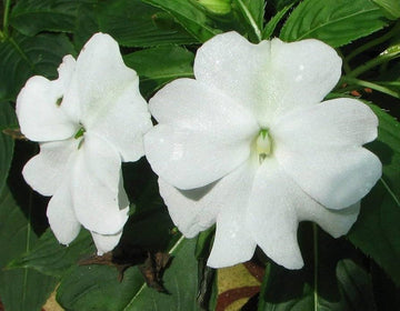 Heirloom Non-GMO Impatiens Balsamine Flower Seeds for Planting – Bright Annual Garden Blooms
