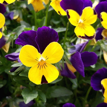 Violet Yellow Pansy Flower Seeds ƒ?? Non-GMO Seeds for Colorful Garden