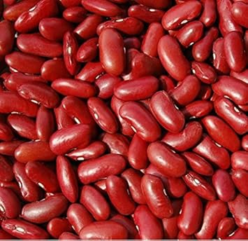 Red Kidney Bean Phaseolus vulgaris seeds for garden planting