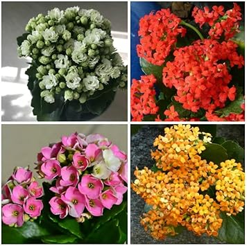 Organic Multi-Color Kalanchoe Flower Seeds for Planting – Heirloom, Non-GMO