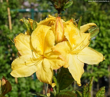 Heirloom Non-GMO Light Yellow Azalea Flower Seeds for Planting – Bright Ornamental Shrub Seeds