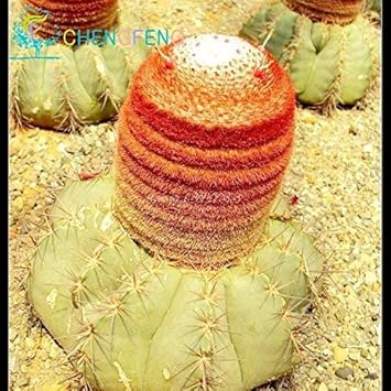 Mixed Aztekium Valdezii Flower Seeds for Planting - 100 Pcs pcs
