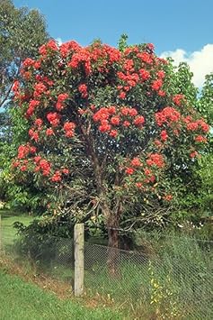 Organic Ficifolia Flower Seeds for Planting – Heirloom, Non-GMO