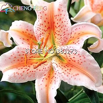 Yellow Red Lilium Flower Seeds for Garden - 100 pcs