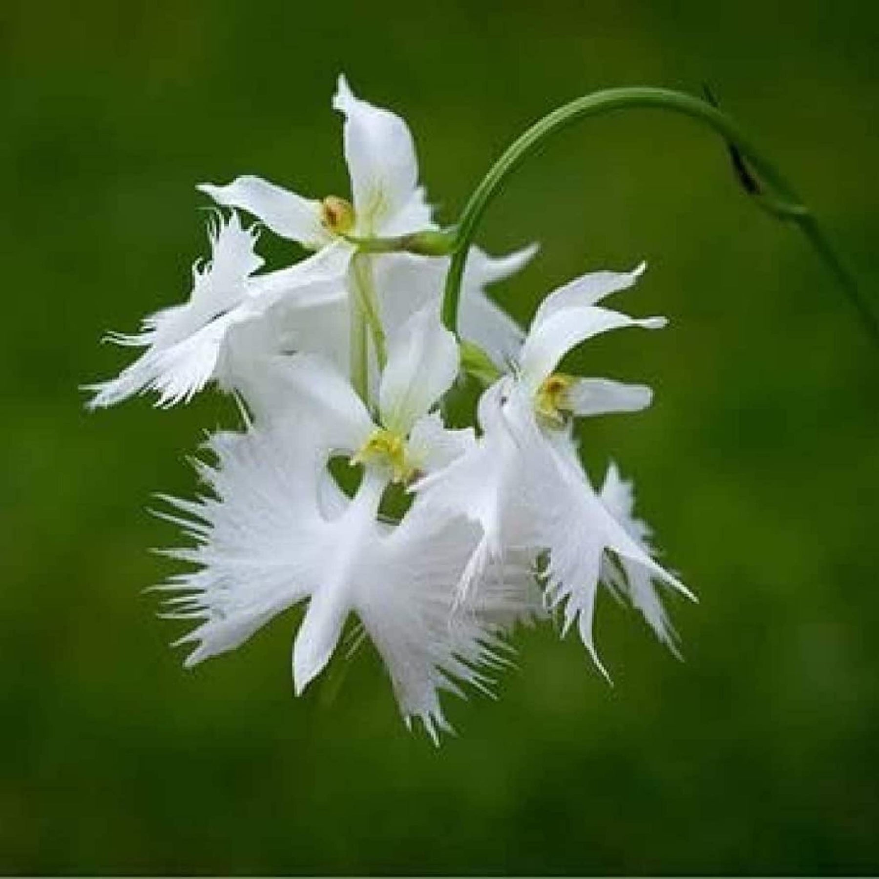 Egret Orchid Flower Seeds for Planting - NON GMO Seeds seeds for planting in home garden