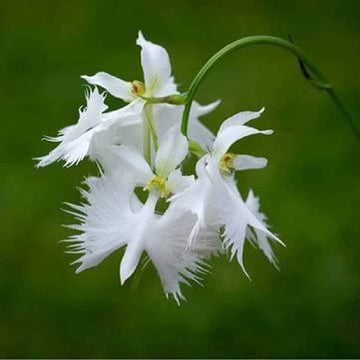 Egret Orchid Flower Seeds for Planting - NON GMO Seeds