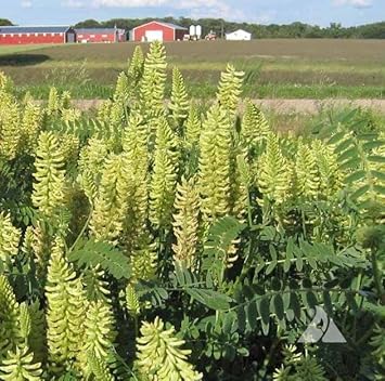 Light Green Astragalus Flower Seeds for Planting - 100 pcs seeds for planting in home garden