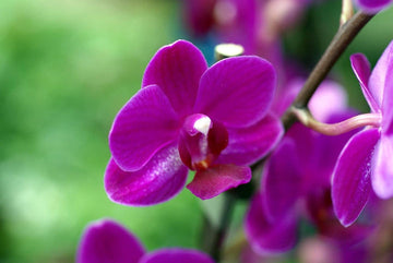 Violet Phalaenopsis Orchid Seeds for Planting - NON GMO Seeds