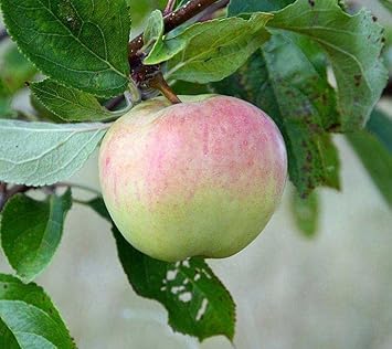 Pink and green apple tree seeds