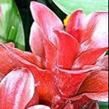 Red Curcuma Aeruginosa Plant Seeds for Planting -NON GMO Seeds