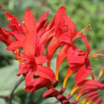 Crocosmia Lucifer Flower Seeds for Planting 100 pcs -Hierloom Flower Seeds - Lucifer for planting in home garden
